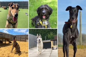 salisbury-dogs-trust:-five-loving-dogs-need-to-find-good-homes