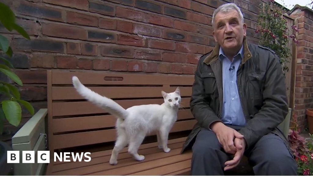 friendly-cat-interrupts-bbc-reporter-during-live-broadcast
