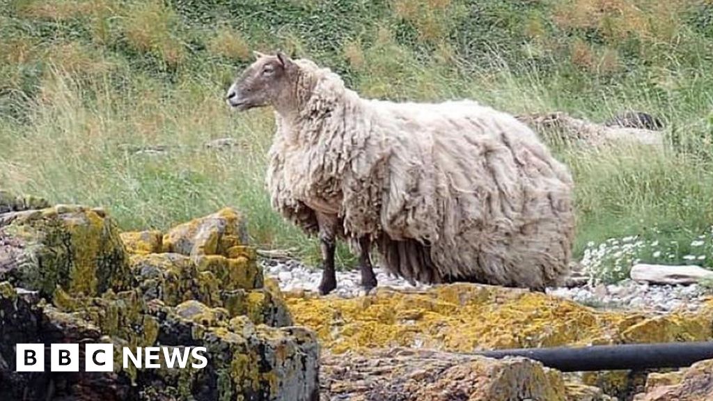 all-baa-myself:-is-this-britain's-loneliest-sheep?