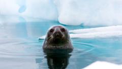 ozone-hole:-why-antarctic-wildlife-is-being-'sunburnt’