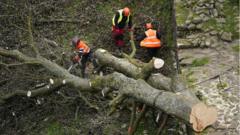 two-men-charged-over-felling-of-sycamore-gap-tree