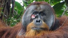 wild-orangutan-seen-healing-his-wound-with-a-plant