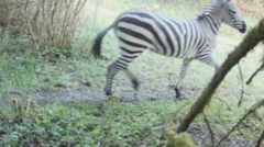 zebra-on-loose-after-escape-in-us-mountain-country