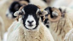 bluetongue-farm-virus-warning-for-sheep-and-cattle-as-midges-blown-into-uk