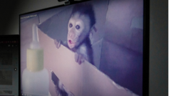 kidderminster-woman-pleads-guilty-to-role-in-monkey-torture-network
