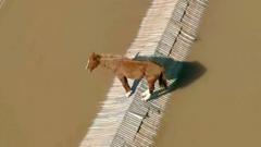 horse-stranded-on-rooftop-and-airport-floods-in-brazil
