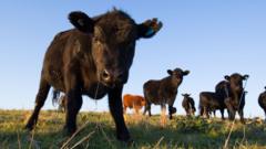 'mad-cow-disease'-case-found-on-farm-in-scotland