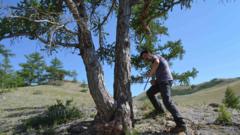 climate-change:-last-summer-hottest-in-2,000-years,-trees-reveal