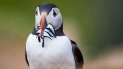 eu-challenges-uk's-post-brexit-right-to-protect-puffins